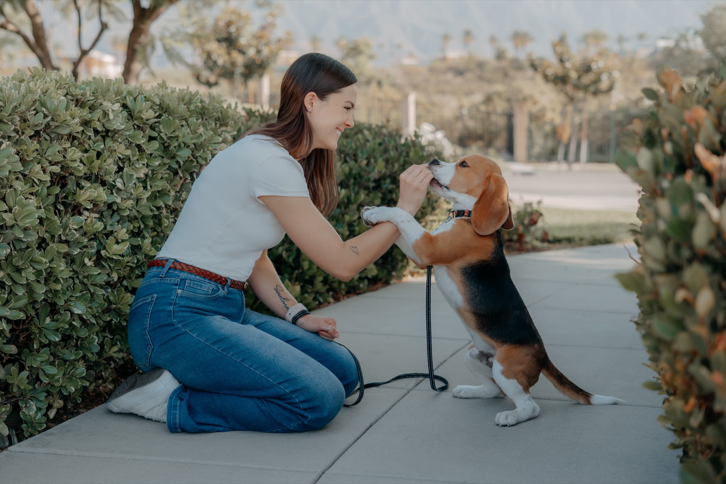 Kendall rewarding a beagle during an outdoor training session