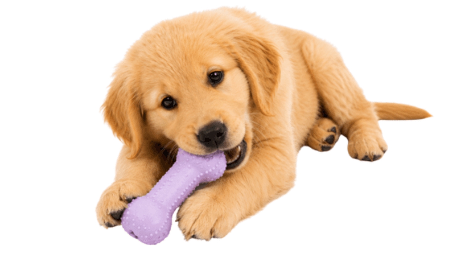 Preview of Puppy Basics Library
