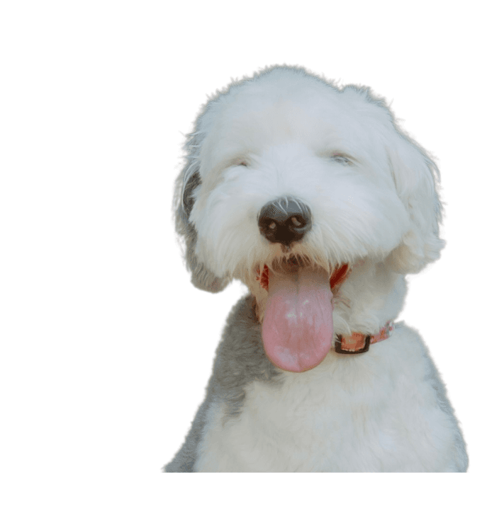 Close-up of a gray and white dog during training