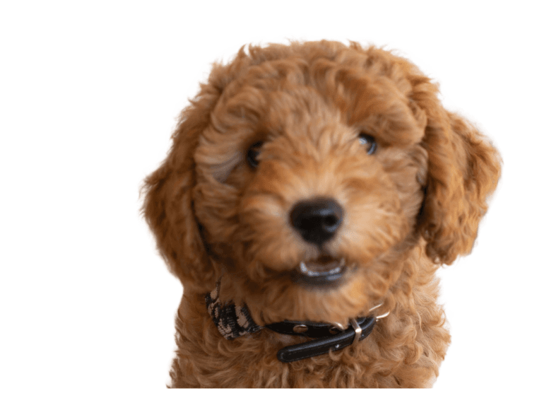Close-up of a brown fluffy puppy