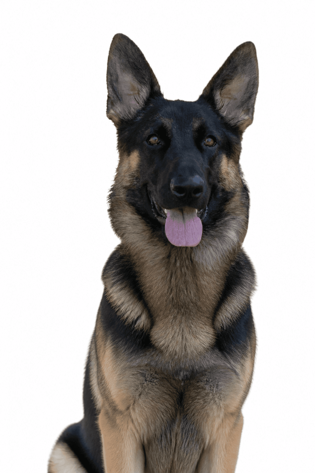 German shepherd facing forward with its upper body visible