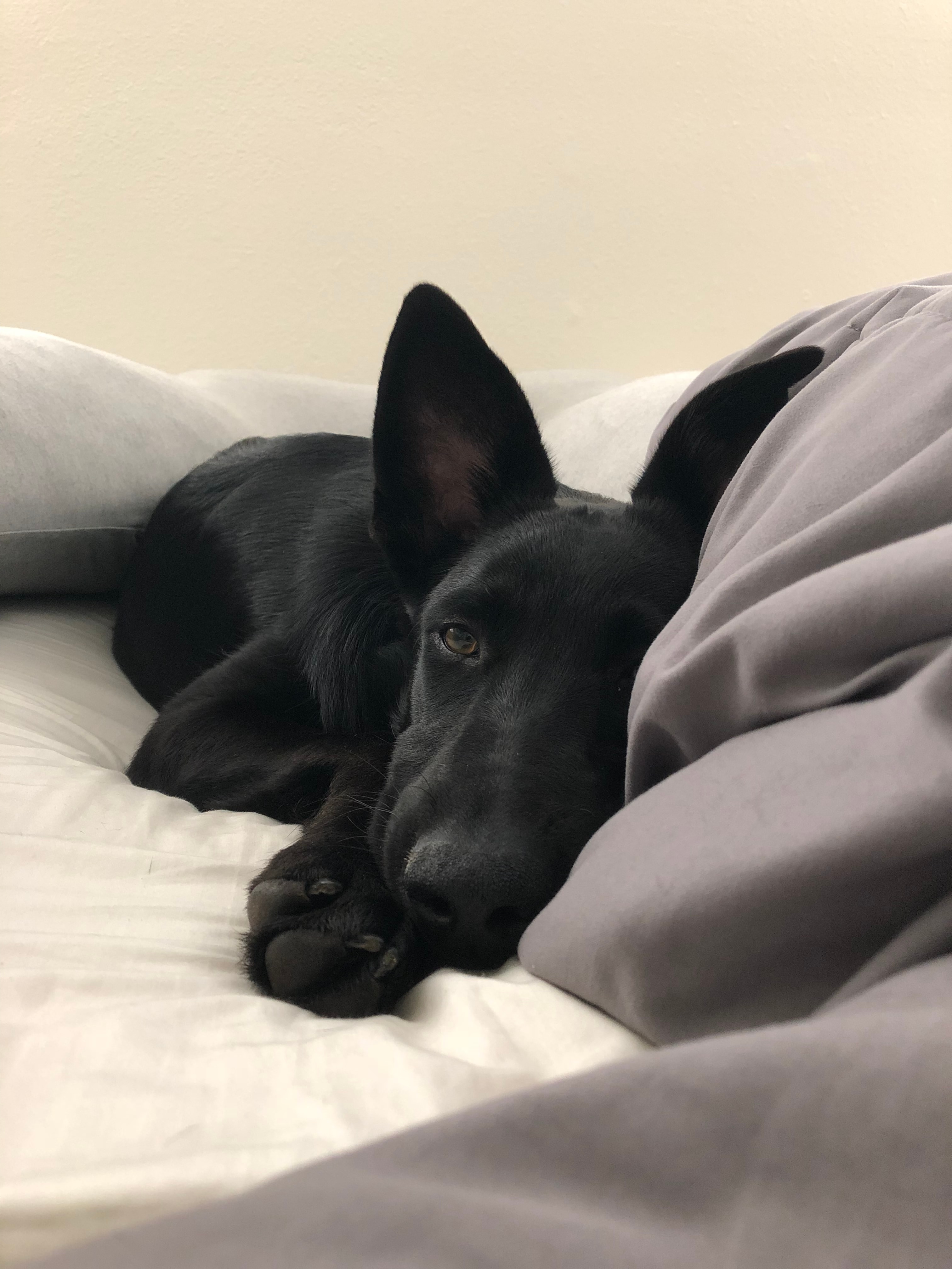 Cessna relaxing on a bed